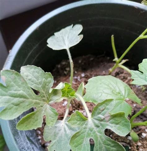 家中小院种植西瓜,在院子里可以种西瓜吗,适合庭院种植的瓜_大山谷图库