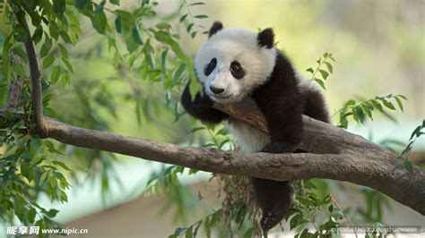 熊猫爬树摄影图__其他生物_生物世界_摄影图库_昵图网nipic.com