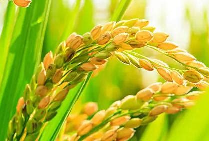 2022年为什么水稻价格不涨-未来3年水稻价格预测 - 见闻坊