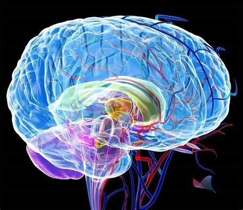 大脑紊乱怎样恢复正常，大脑中枢神经调节功能紊乱怎么治疗