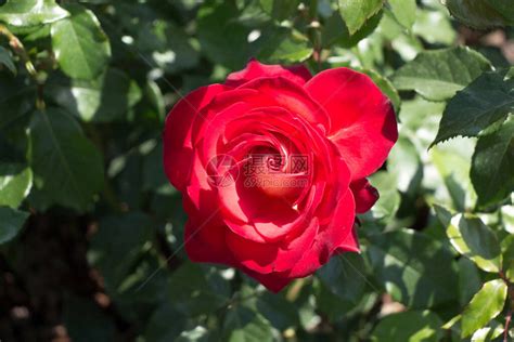 近距离观察美丽的新鲜玫瑰高清图片下载-正版图片504290728-摄图网
