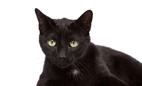 养一只“纯黑色猫咪”的快乐，你真的不懂_品种