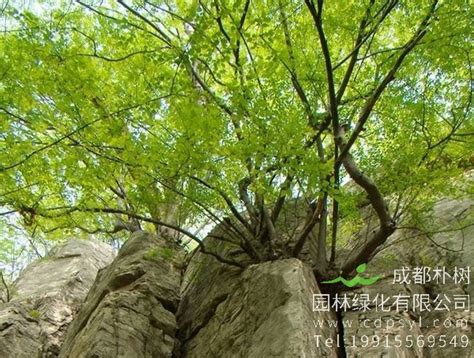 千年青檀树,树木,植物花草,摄影,汇图网www.huitu.com
