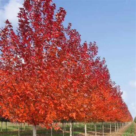 宣城娜塔栎苗木,美国红橡树苗,安徽娜塔栎基地-东方苗木网