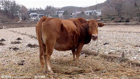 鲁西黄牛-鲁西黄牛养殖场-鲁西黄牛一年能长多少斤-阿里巴巴