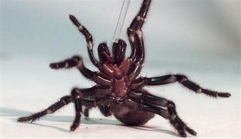 科学家发现新型巨型蜘蛛 有大长腿还有两根巨大的红色獠牙-环球广播网