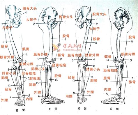 骨盆及下肢的解剖结构-腿部骨骼图-露西学画画