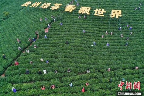 贵州迎来2022年绿茶第一采绿茶第一采