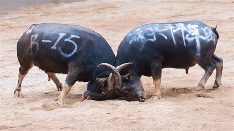 在西班牙斗牛场奔跑的公牛高清图片下载-正版图片505648897-摄图网