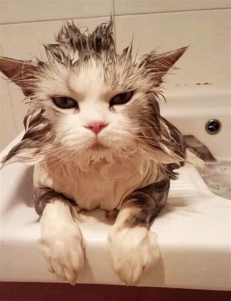 用猫薄荷给猫洗澡，猫居然定住了，好享受！#萌宠百善乘着春风传递爱#
