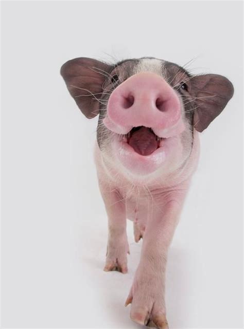 盘点五种适合家养的宠物猪猪,如何饲养我来教你!|宠物猪|猪猪|小香猪_新浪新闻