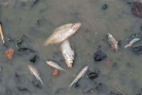 夏天鱼塘大量死鱼的这些死法，你最怕哪一种？如何快速做出判断并紧急应对？-中国鳗鱼网