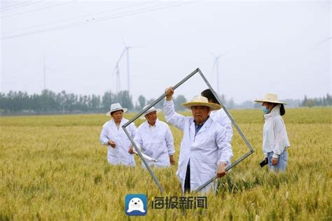 8月1日 小麦价格下跌不断增多_财经_资讯_种业商务网