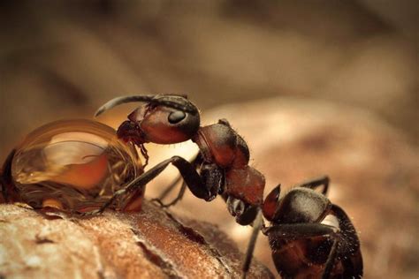 地球上最值得认识蚂蚁，子弹蚁令人不寒而栗，巨齿蚁却令人称奇！