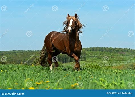 Horse stock photo. Image of agriculture, mane, beautiful - 30985216
