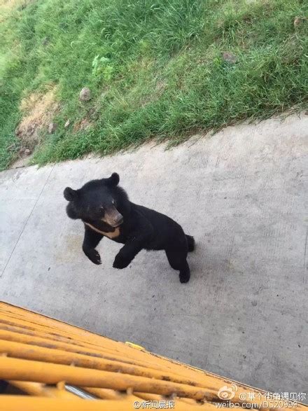 上海野生动物园饲养员遭熊击身亡，目睹者：胆战心惊！__财经头条