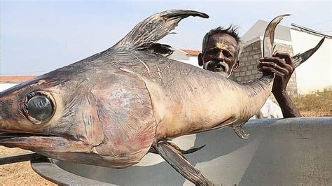 罕见的巨型大鱼，皮肤像极了大象，看印度人怎么处理的_腾讯视频