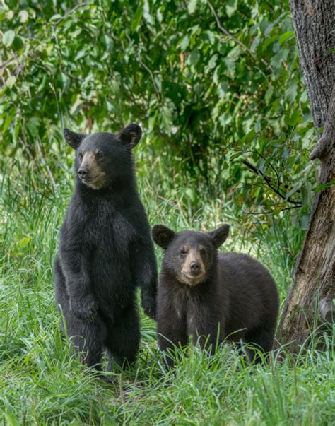 美国黑熊 Ursus Americanus 在森林砍伐景观中。高清摄影大图-千库网