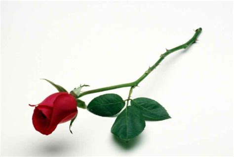 刺玫瑰养殖方法，什么是刺玫瑰 - 农敢网