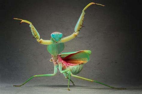 世界上最厉害的螳螂 非洲绿巨螳螂,蛇类都是手下败将_小狼观天下