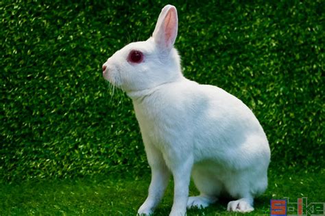 兔子的种类介绍和图片,品种名贵排名图片,熊猫兔图片_大山谷图库