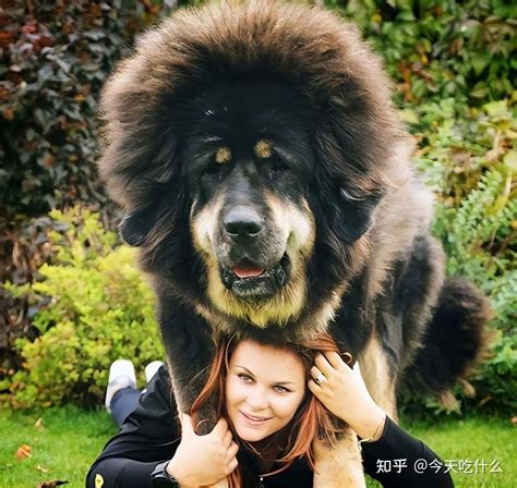 世界十大体型最大的狗 藏獒上榜，第二是土耳其国犬(2)_排行榜123网