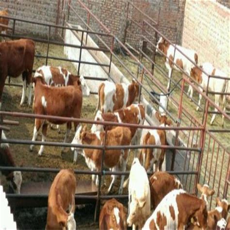 养殖场改良成年西门塔尔牛 山东济南 体型健壮 亿富牧业 送草料机