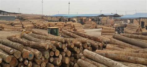 新桥木材市场-中国木业网