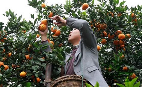 加长版柑橘采摘季来了！小布约你一起摘橘子→_澎湃号·政务_澎湃新闻-The Paper