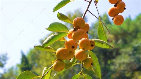 实拍树枝上硕果累累的柿子水果高清摄影大图-千库网