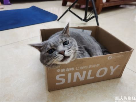 一只超喜欢纸箱的猫，每天都要拖着纸箱一起玩耍
