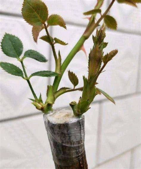 这5种花，被称为“开花机器”，漂亮又好养，新手阳台盆栽首选！