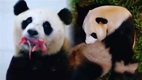 实拍熊猫从出生至100天的生长过程，熊猫的小时候长得好可爱！_腾讯视频