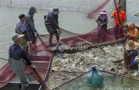 江苏淮安：捕鱼供市场-人民图片网