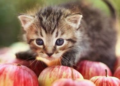 猫咪可以不可以吃水果？ - 知乎
