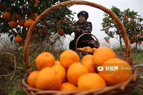 四川眉山：“小柑橘”成农户致富路-人民图片网