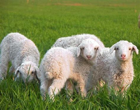 “三羊开泰”是哪三只羊？“羊年”的羊是绵羊还是山羊？(3)|三羊开泰|只羊-旅游-川北在线-川北全搜索