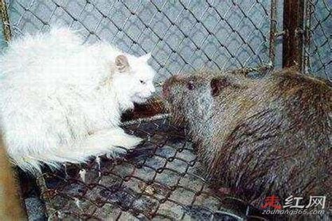 黑龙江发现三十多斤大老鼠 太可怕了比猫都要大-鲁南生活网