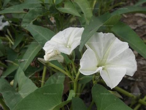 月光花图片