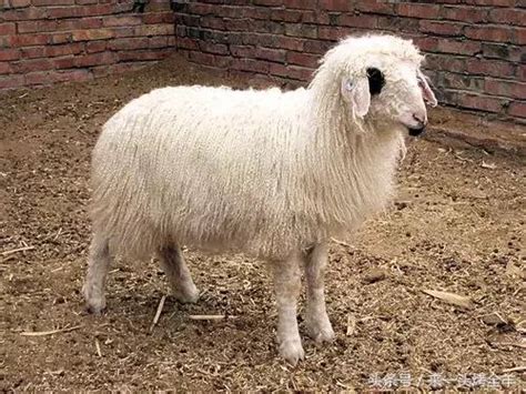 全世界羊的种类竟然高达100+，盘点那些长相奇特的羊__财经头条