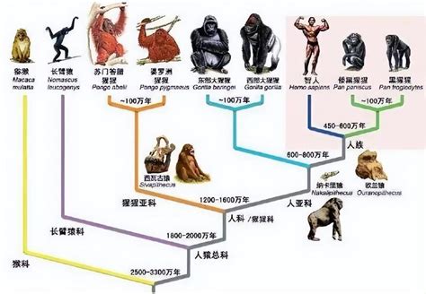 有人说：人类是猩猩进化的，为什么现在还有猩猩没进化成人类？