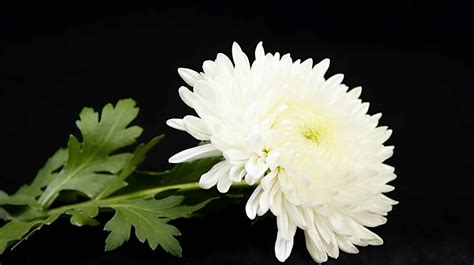 清明节缅怀悼念亲人先烈白色菊花图片免费下载_PNG素材_编号1pkiro6qk_图精灵