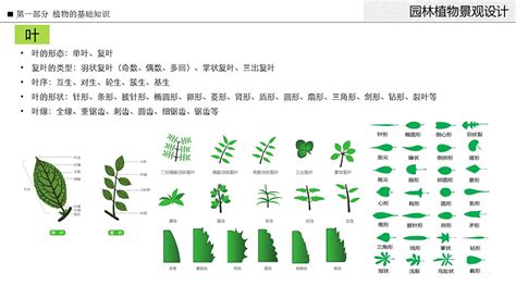 第三节 常用园林植物品种简介（下） - 园林植物景观设计教程 - 园林景观设计学院 - 勤学网