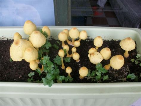 蘑菇栽培种植技术！