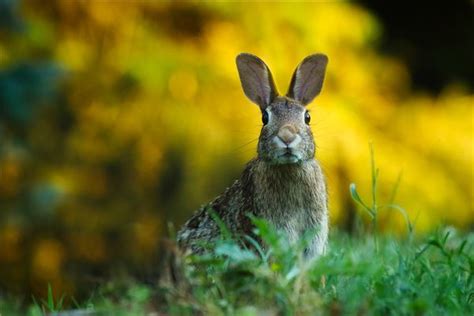 梦见兔子是什么意思 - 天奇生活