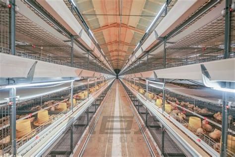 沃德股份——如何打造肉鸡产业的中国“芯”_企业动态_动态_中国饲料工业信息网