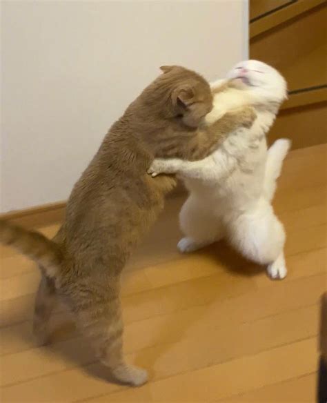 猫咪打架，橘猫展示绝技“后空翻”，俩花猫都看懵了！