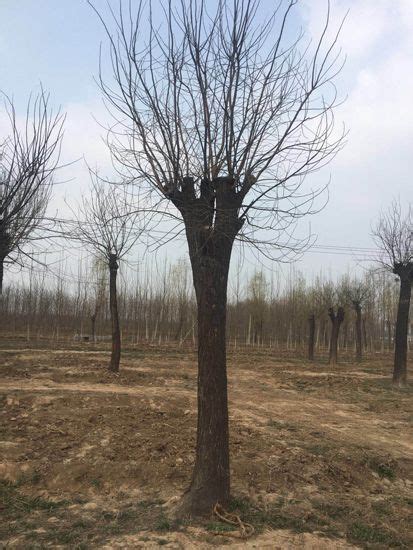 种植基地-郓城县青青苗木种植专业合作社