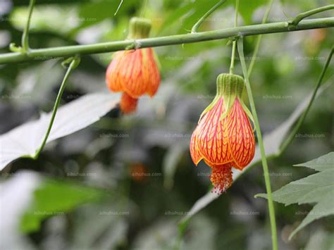 花铃图片