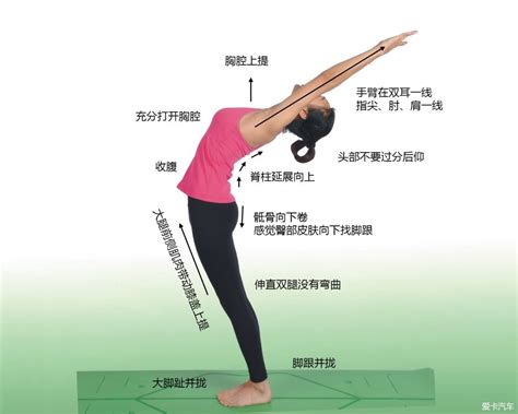 伸腕肌群,腕伸肌群,腕屈肌和腕伸肌_大山谷图库